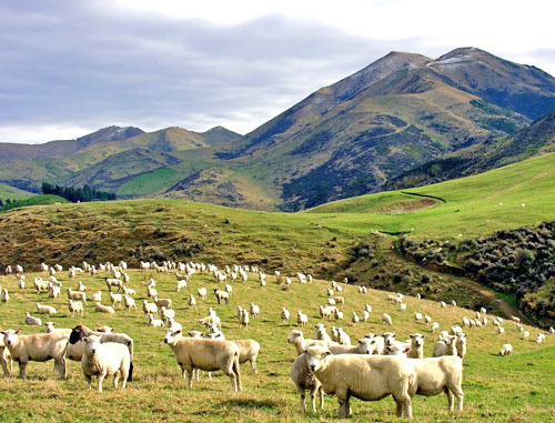 Пастбища в Дагестане. Фото http://pznivi.ru