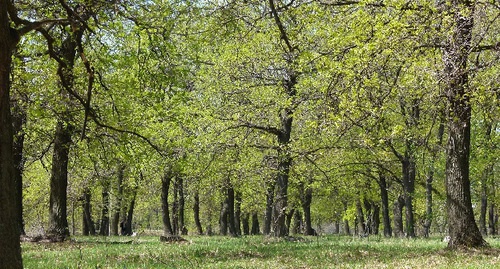 Природный парк "Волго-Ахтубинская пойма". Фото: http://oblkompriroda.volganet.ru/other/photography/parks/volgo-akhtubinskaya-poyma.php