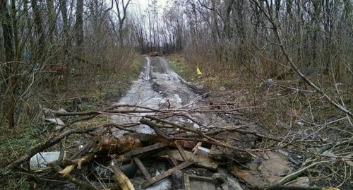 Александровская роща. Фото: Константина Волгина для "Кавказского узла"