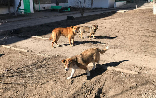 Собаки в Красном Сулине. Фото Вячеслава Прудникова для "Кавказского узла".