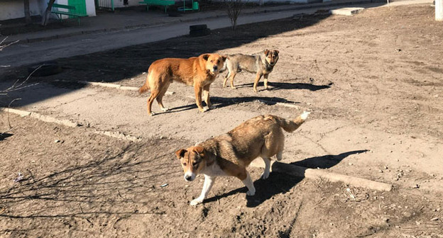 Собаки в Красном Сулине. Фото Вячеслава Прудникова для "Кавказского узла".