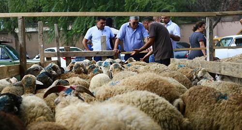 Бараны на рынке во время Курбан-байрама. Фото Азиза Каримова для "Кавказского узла"